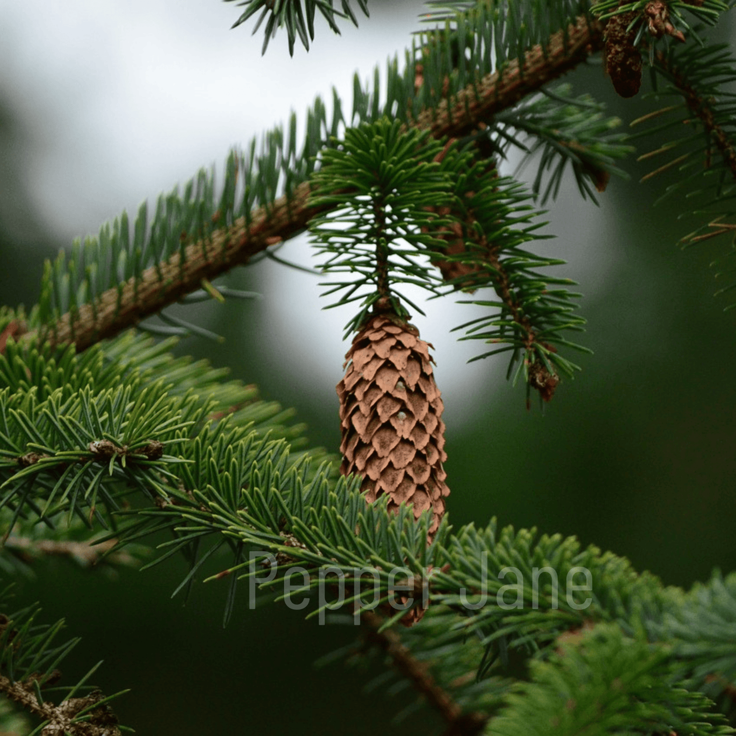 Deep Forest Fragrance Oil: Frasier fir, cedar & Siberian pine blend for a woodland aroma.