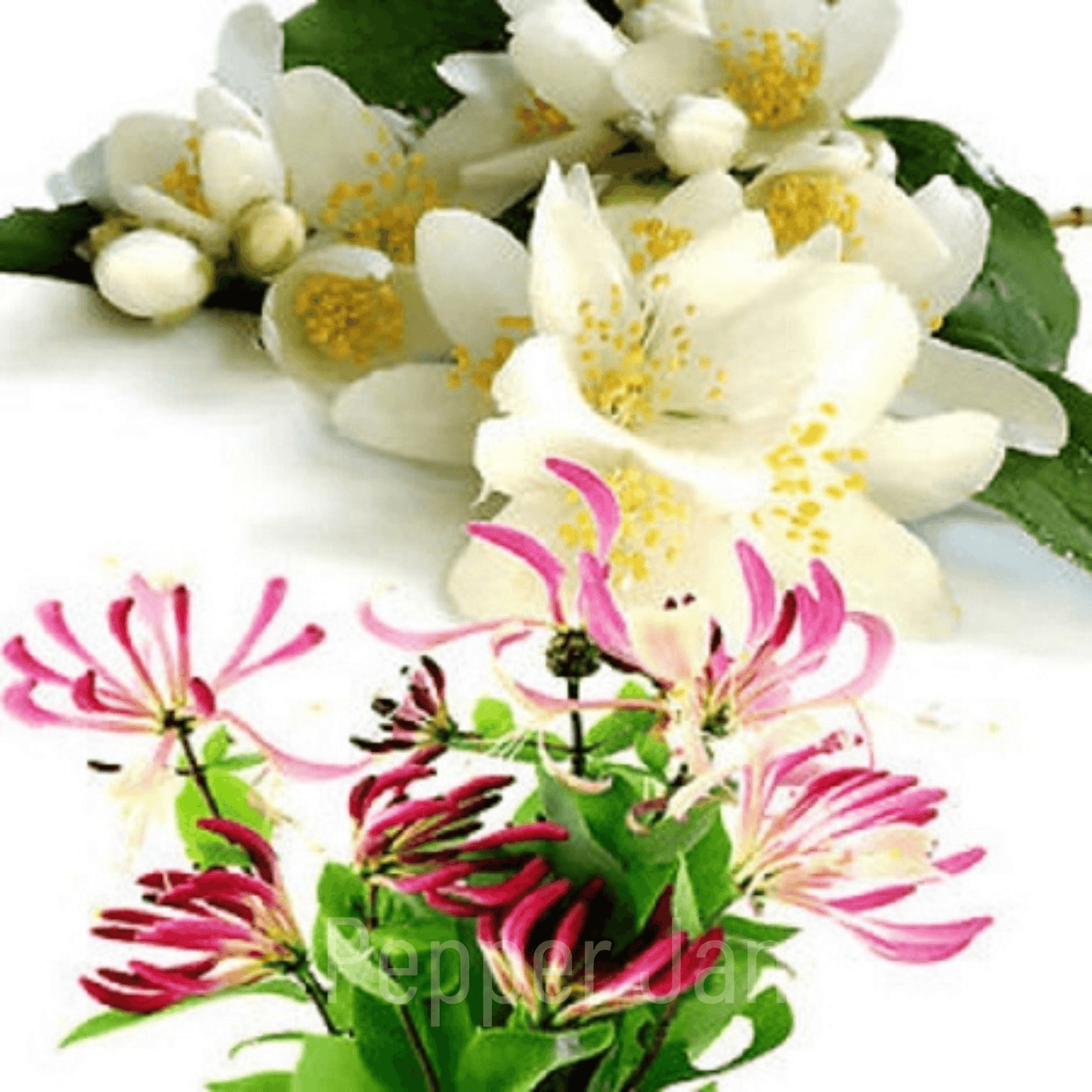 Pepper Jane's Jasmine and Honeysuckle fragrance oil: romantic blend of jasmine and honeysuckle.