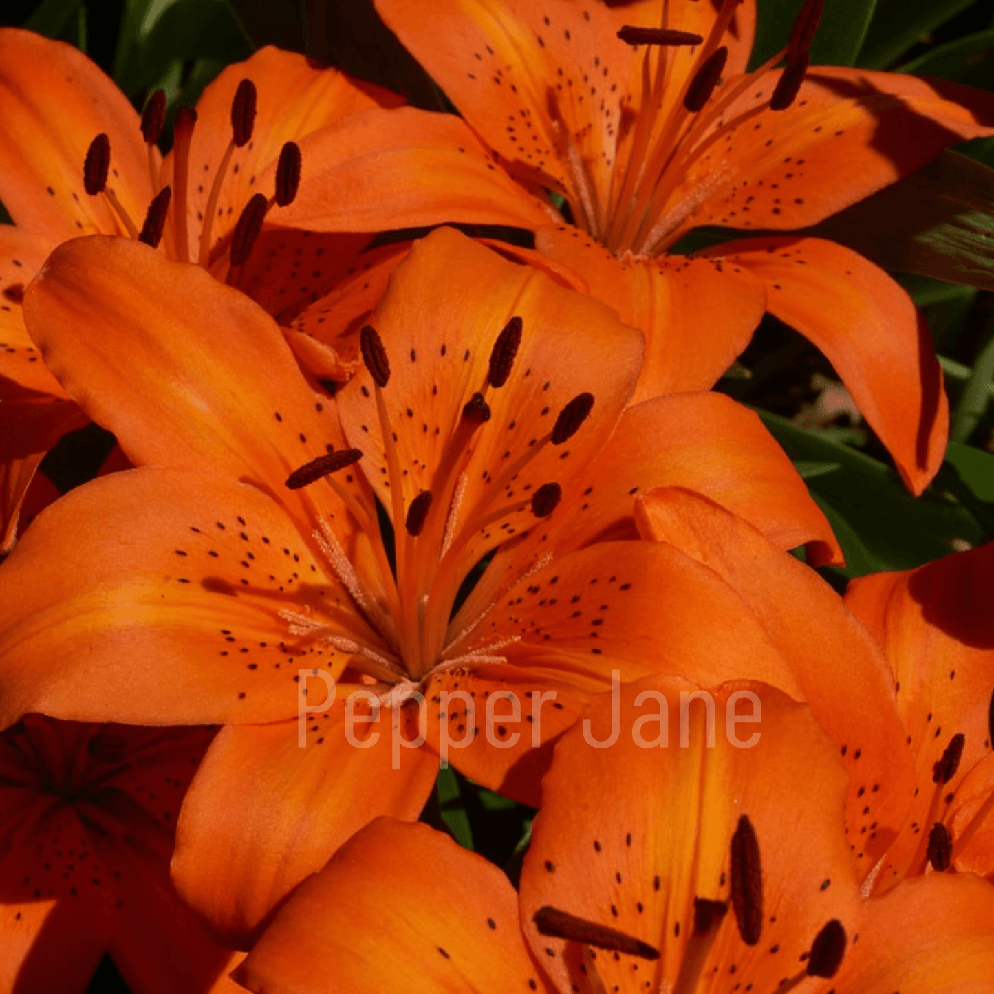 Tiger Lily Fragrance Oil: A vibrant blend of blooming lilies and sweet melon over warm musk