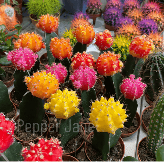 Cactus Flower Fragrance Oil (Baja Cactus Blossom BBW Type) - Pepper Jane's Colors and Scents