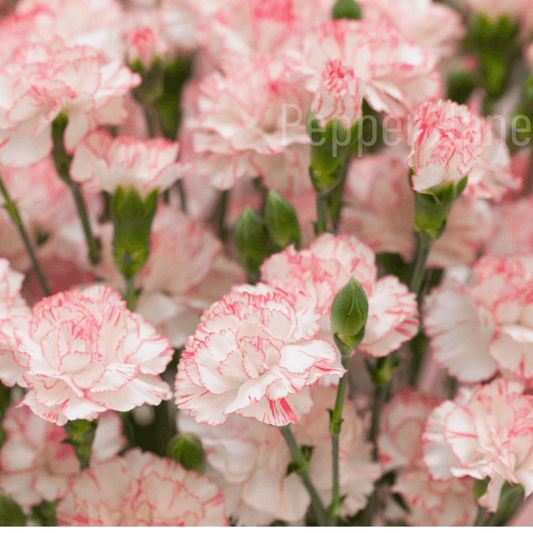Carnation Fragrance Oil - Pepper Jane's Colors and Scents