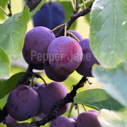 Fresh Plum Fragrance Oil - Pepper Jane's Colors and Scents
