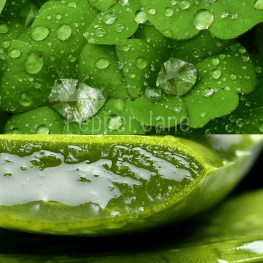 Green Clover and Aloe Fragrance Oil - Pepper Jane's Colors and Scents