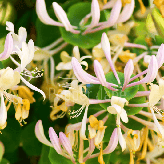 Honeysuckle Fragrance Oil - Pepper Jane's Colors and Scents