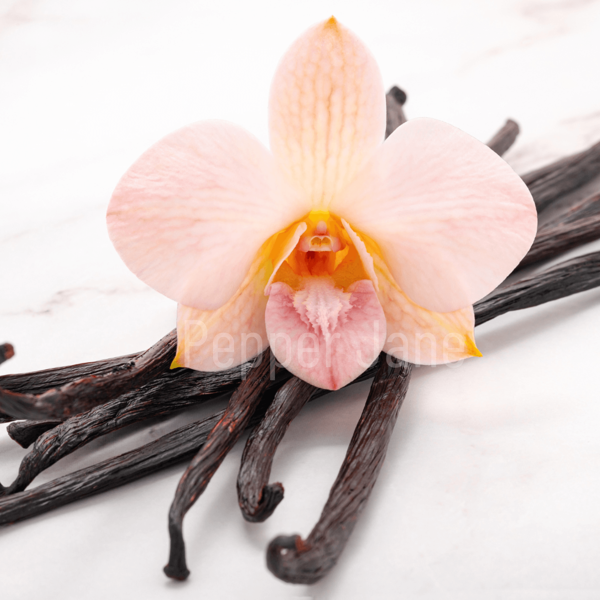 Vanilla Bean Scented Oil – Family-Owned Indie Fragrance Shop – Pepper ...
